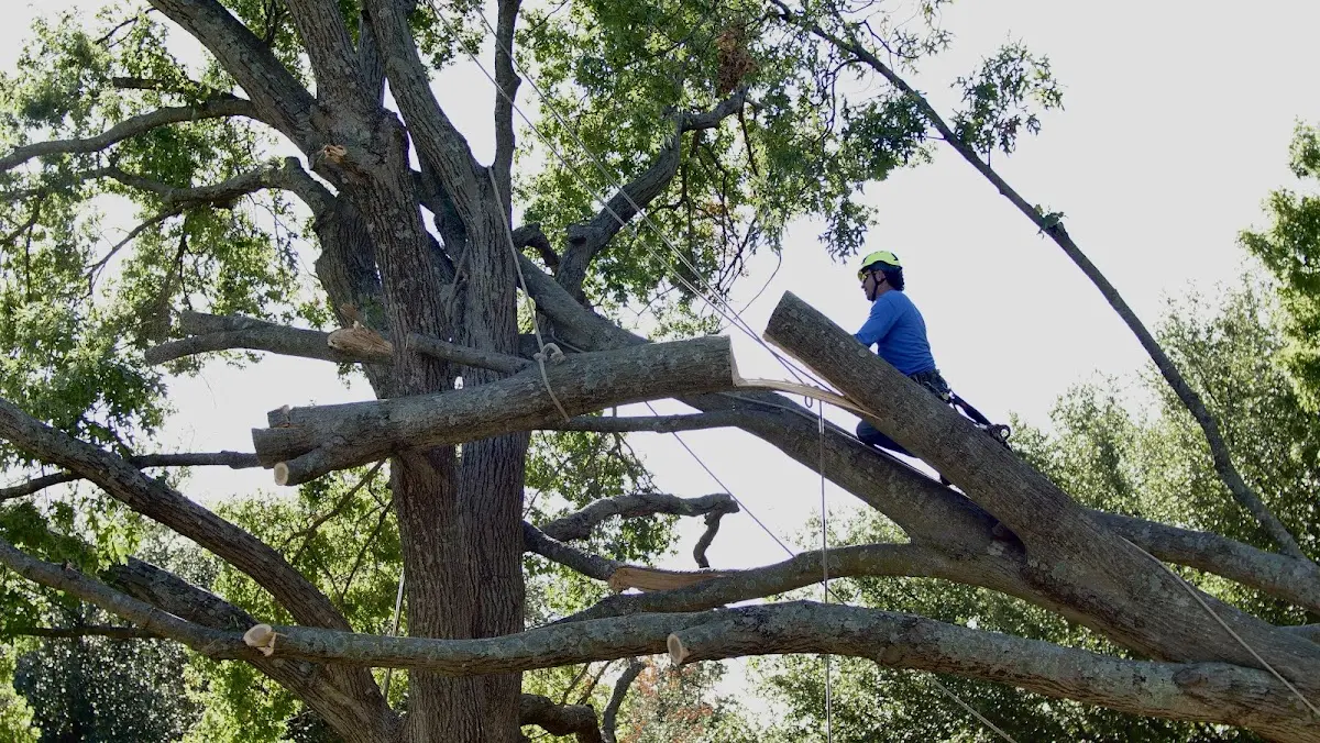 Professional Crown Thinning performed by certified arborists in Saint Germain