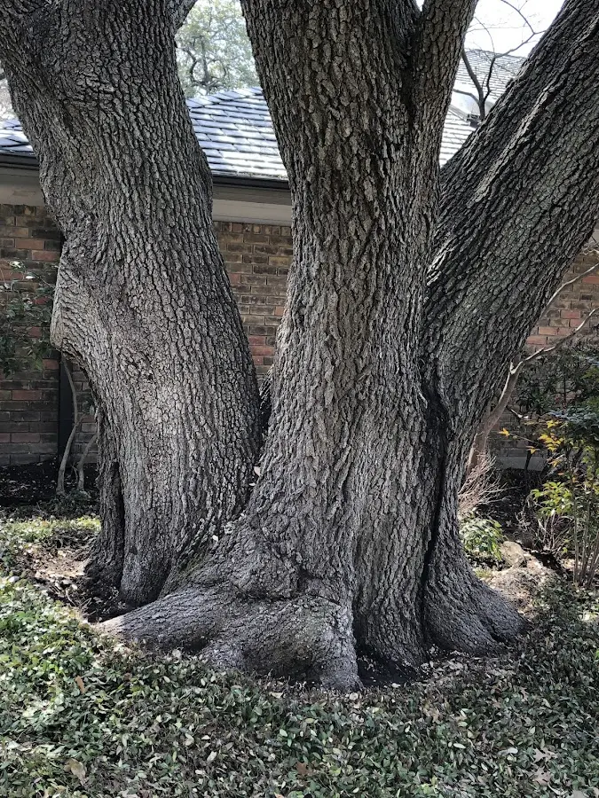 Mature heritage tree close to a Saint Germain property cared for by certified arborists